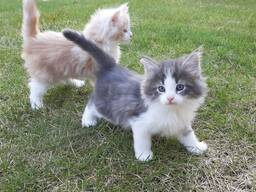 Noorse boskattenkittens beschikbaar – 11 weken oud