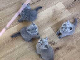 10 Weken Oude British Shorthair Kittens - Klaar voor Adoptie
