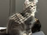 12 weken oud Maine Coon kitten - gezond, sociaal en thuis gefokt - photo 1
