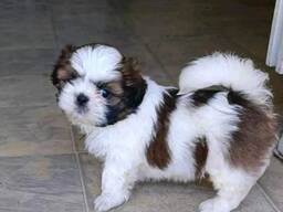 3 Prachtige Shih Tzu pups