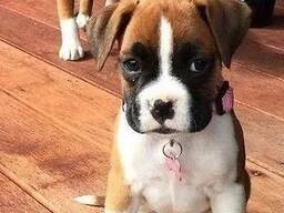 Absoluut prachtige Boxer-puppy's