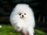 Absoluut Szpic Pomeriaan pups - фото 3