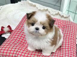 Adopteer mij