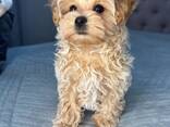Adorable 8-Week-Old Maltipoo Puppies Available - photo 1