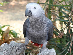 Afrikaanse grijze papegaaien speciaal voor jou