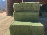Alfalfa hay, Alfalfa Pellets, Alfalfa Cubes for animal feed - фото 2