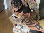American Bully Pocket - фото 5