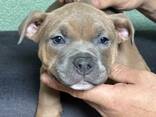American Bully Povket - фото 1