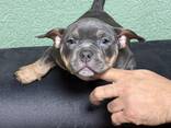 American Bully Pocket - фото 7