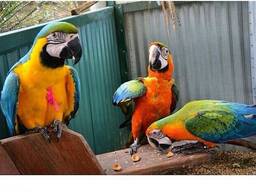 Ara papegaaien beschikbaar