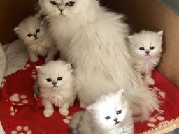 Atemberaubende Perserkätzchen in Lilac Colourpoint