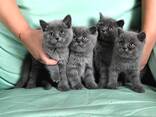 BHK Британские короткошерстные КОТЯТА - photo 1