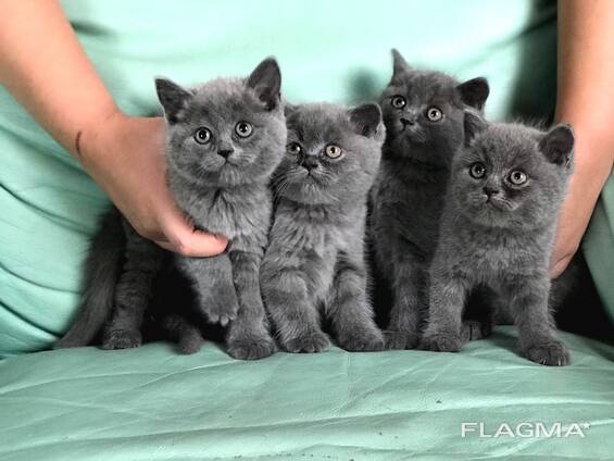 BHK Британские короткошерстные КОТЯТА