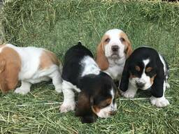 Schattige Basset Hound-puppy's klaar voor een liefdevol thuis
