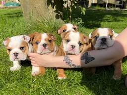 Beautiful Traditional Red /White English Bulldogs