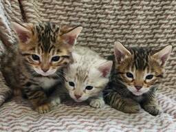 Bengaalse kittens beschikbaar