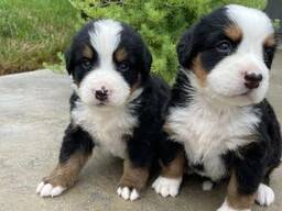 Berner Sennenhondpuppy's
