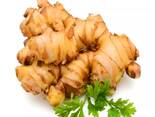 Best Ginger, fresh and Dried, best market price - photo 2