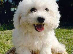 Bichon Frise-puppy's