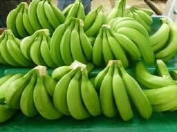 Biologische Cavendish-banaan te koop/biologische groene banaan