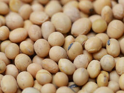 Biologische sojabonen geel