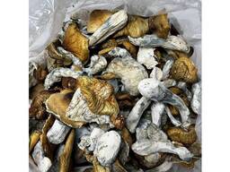 Blue Meanie Mushroom / Dried mushrooms / Fresh Albino A and B mushrooms For Sale Now