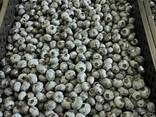 Blueberry from Poland - photo 2