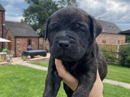Bolle Cane Corso pups