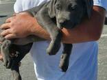 Bolle Cane Corso pups - фото 1
