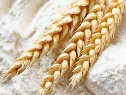 MEEL in bulk in zakken van 50 kg en verpakkingen van 1 kg