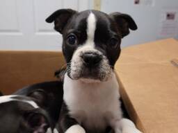 Boston Terrier pups,