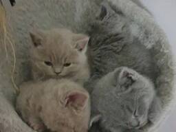 Британская короткошерстная и голубоглазая русская