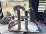 Британские короткошерстные котята, самцы и самки - photo 3