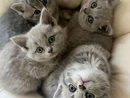 Britisch Kurzhaar Kätzchen