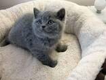 Britse korthaar kittens, Zakelijk WhatsApp: - photo 2