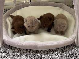 Britse korthaar kittens van 9-10 weken oud beschikbaar