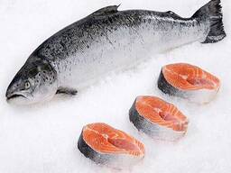 Bulk seafood fresh Salmon frozen fish. Food Grade Factory Directly Supply Frozen Salmon F