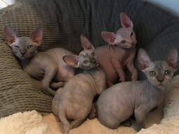 Canadese Sphynx kittens WhatsApp me op: