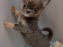 Chihuahua-puppy