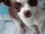Chihuahua-puppy's – 11 weken oud - фото 2