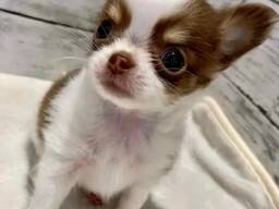 Chihuahua-puppy's beschikbaar