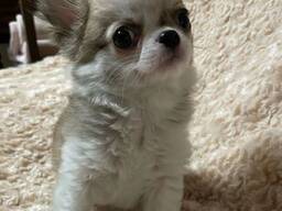 Chihuahua-puppy's beschikbaar. .