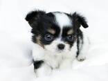 Chihuahua-puppy's zoeken een liefdevol thuis. - photo 2