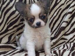 Chihuahua pups
