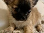 Chihuahua pups - фото 1