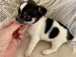 Chihuahua pups - фото 3