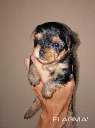 Pure Yorkshire Terriër puppy's.