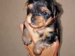 Pure Yorkshire Terriër puppy's.