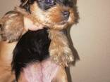 Pure Yorkshire Terriër puppy's. - фото 5