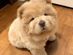 Elite Chow Chow-puppy's